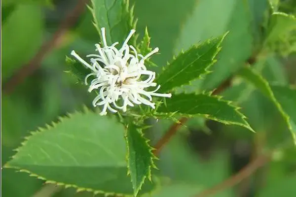 白术与苍术： 兄弟秉性各不同